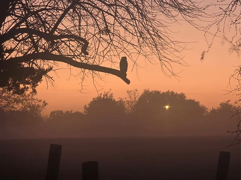 Misty sunset in the country, owl admiring the color of the sky.