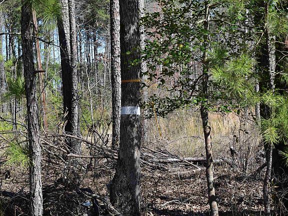 4th image of Ouachita County Rd #55