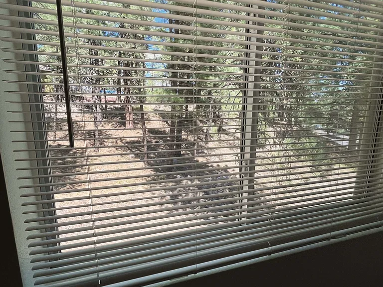 view onto 1.8 acres of woodland