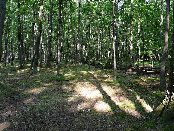 private wooded area