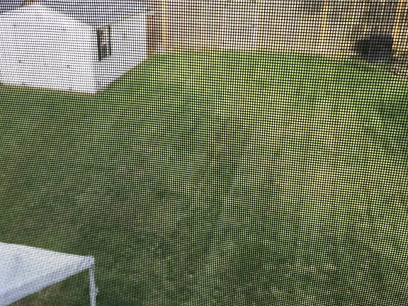Back yard