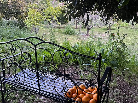 View of the orchard from your majestic Banyon tree