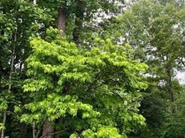 142B Tennis Ln #142B, Ruther Glen, VA 22546