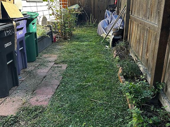 Side yard with blackberry bushes and dry weather perennials