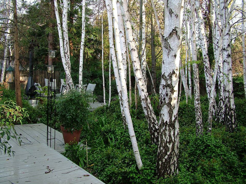 Back Yard View