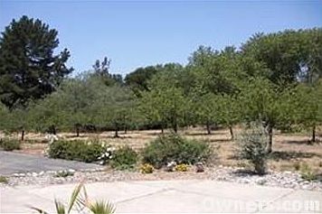 The apricot orchard