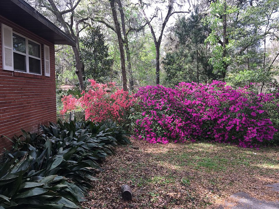 Azaleas, spring 2018