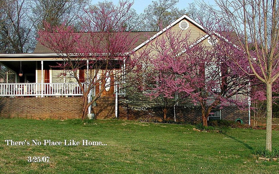 Spring explodes with flowering Redbuds