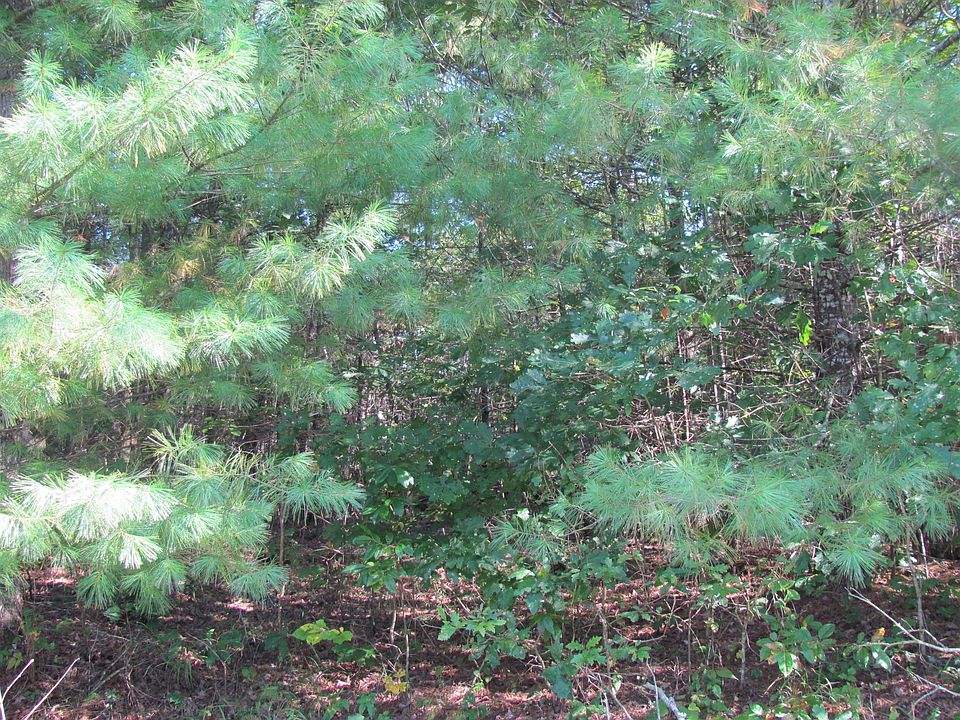 2nd image of Forest View Dr