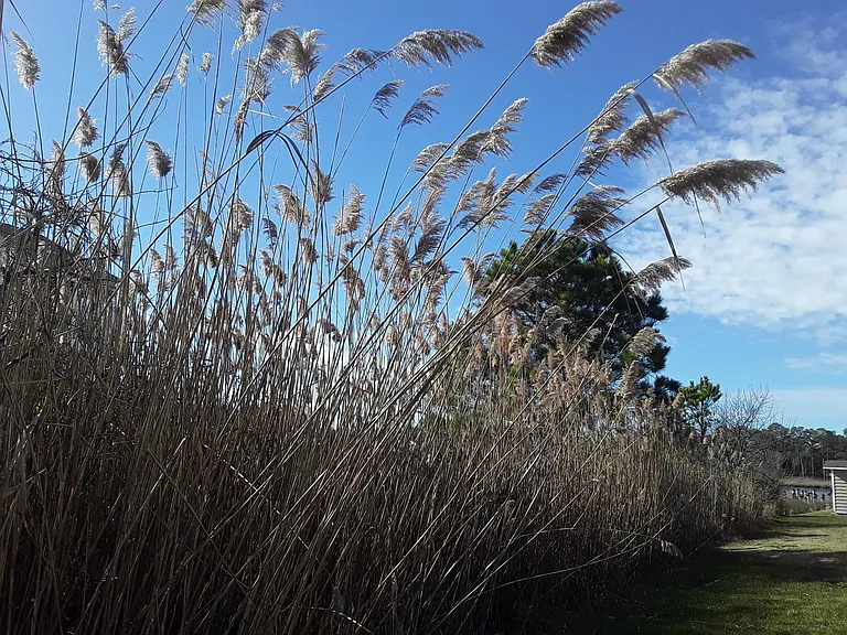 Sea Oats