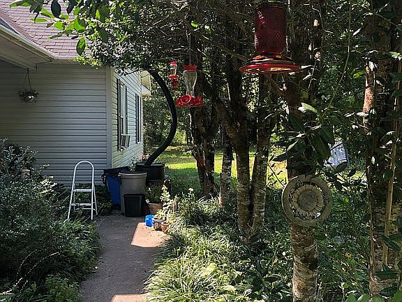 Front sidewalk Holly Trees