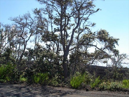 1st image of Hukilau Dr Lot 1