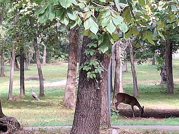 Deer, Turkey regular Visitor