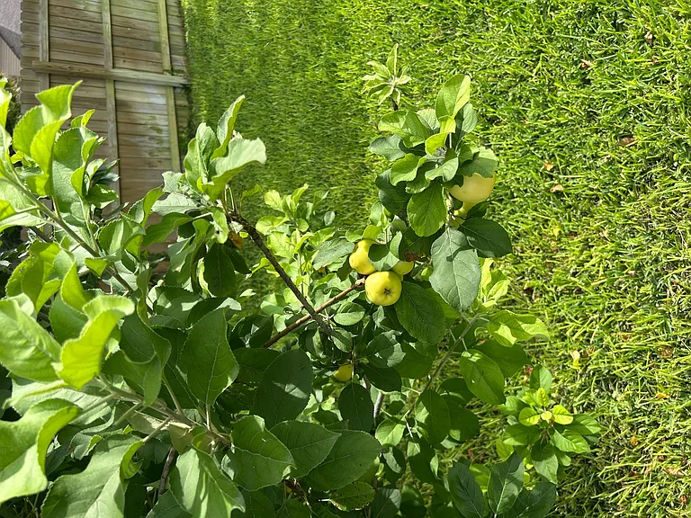 Apple, peach, pecan, rosemary, basil, dill, and sour orange with mandarins producing soon, purple sage, roses and palm trees shading your poolside