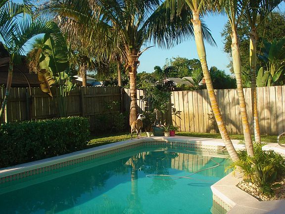 Pool with Coconut Palm