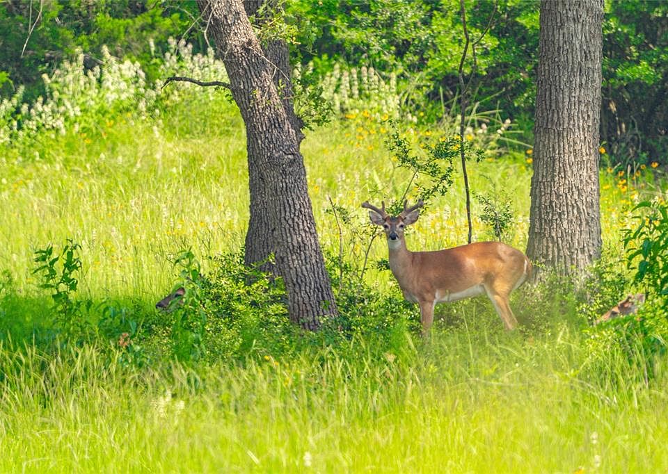 708 Bannon Ranch Rd, Lexington, TX 78947 MLS 59107864 Zillow