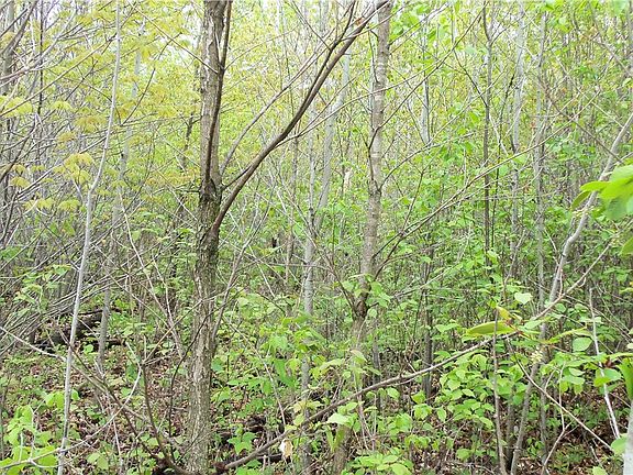 3rd image of LOT 1 Beaver Dam Road