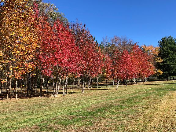 Fall color