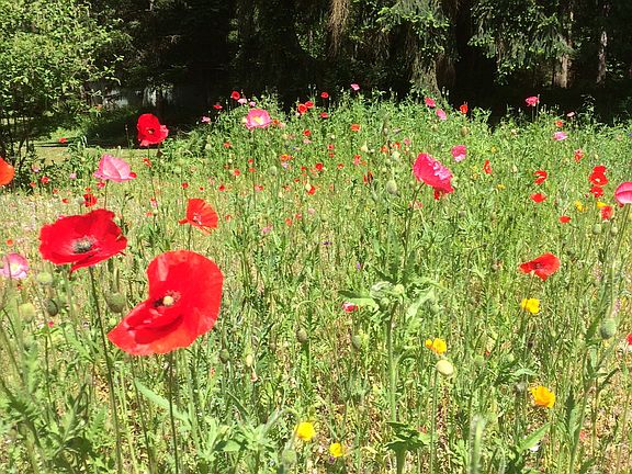 Perennial wildflower garden