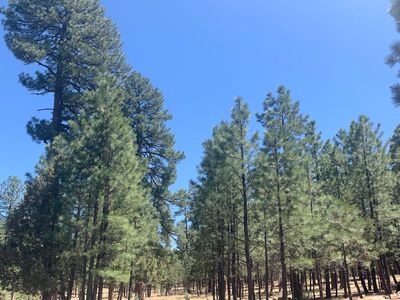 2100 San Juan Dr, Happy Jack, AZ, 86024