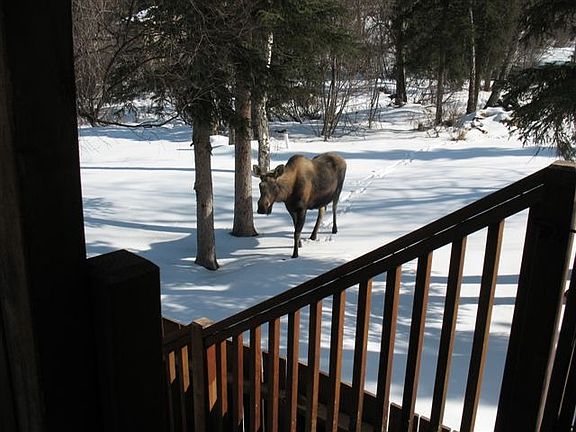 Moose In Backyard