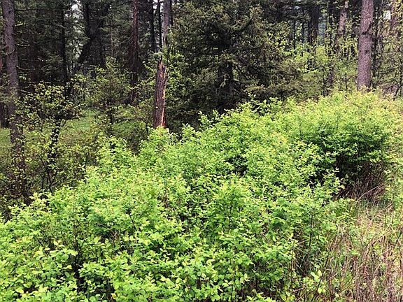 5th image of 255 Grizzly Dr