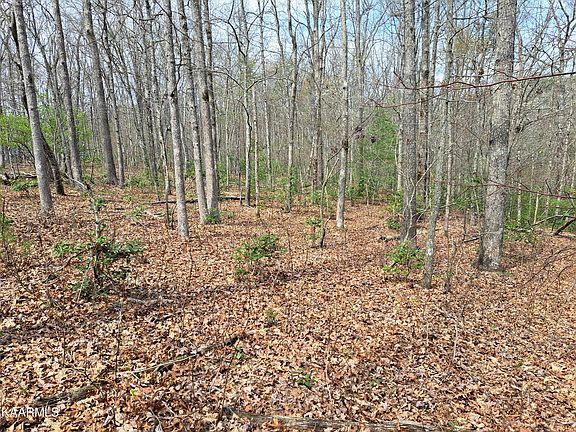 5th image of Forest Dr