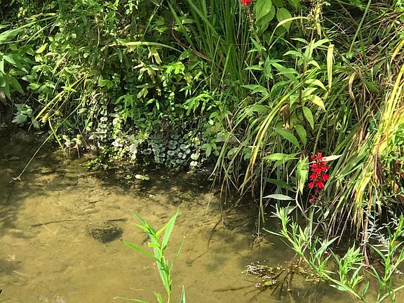 Stream at the base of the hill in Summer