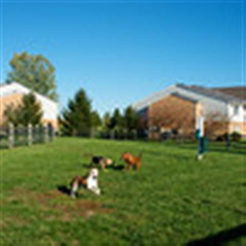 K-9 Playground