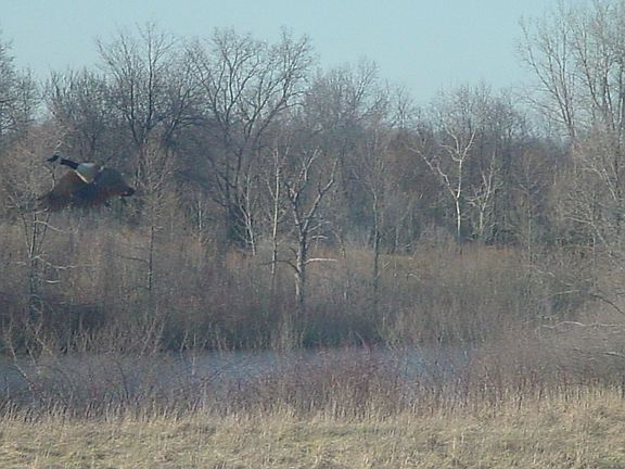 Pond in Backyard w/ Geese