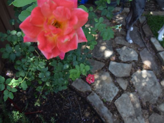 Beautiful Roses in Backyard