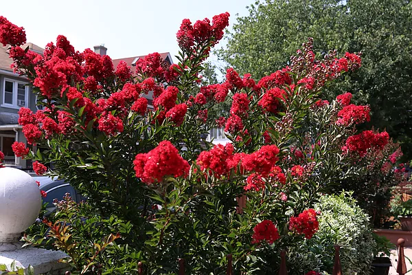 Rented by Corcoran | media 14