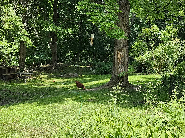 Backyard