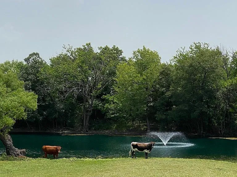 4196 FM 75 — Photo 21