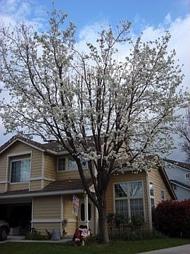 1st image of 293 Trenton Cir