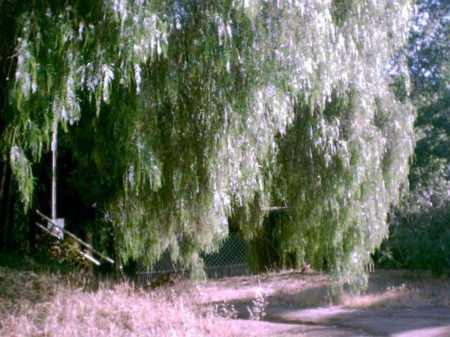front side yard