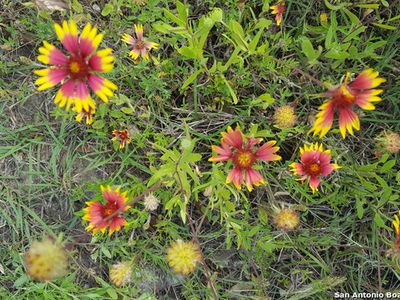 TBD Valley Oak Dr LOT 5, Bandera, TX, 78003