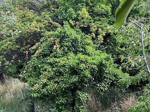 Apricots visible in the trees