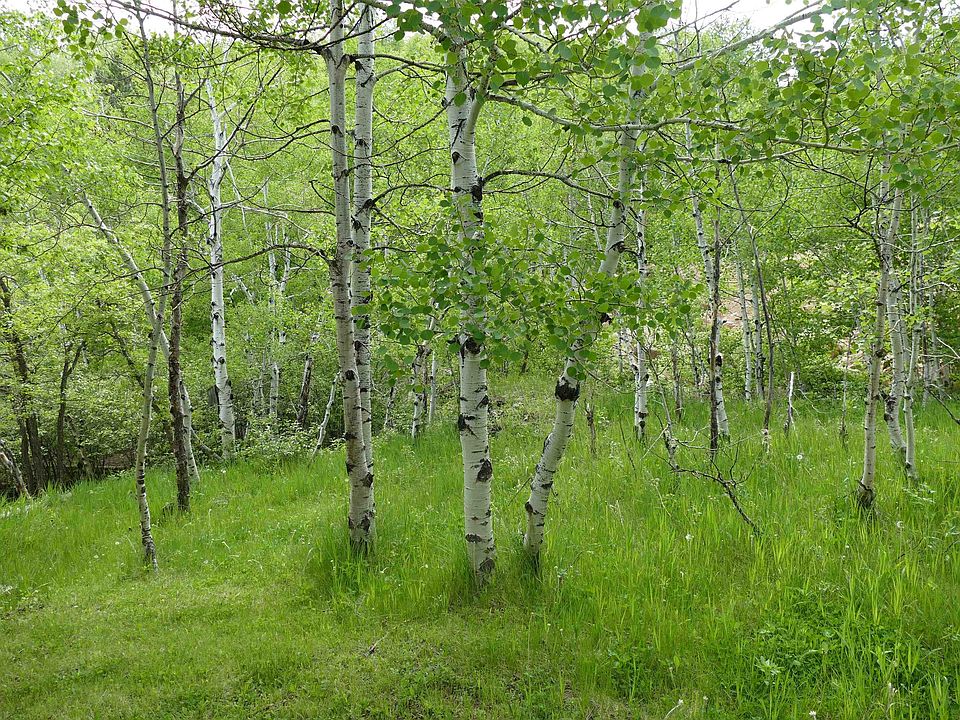 789 Stage Run Rd, Deadwood, SD 57732 Zillow