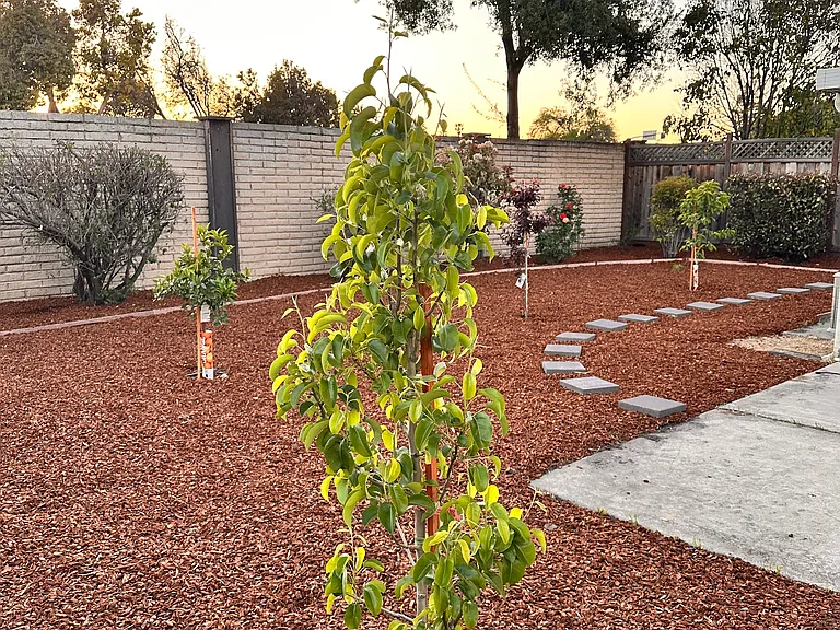 Backyard with fruit trees