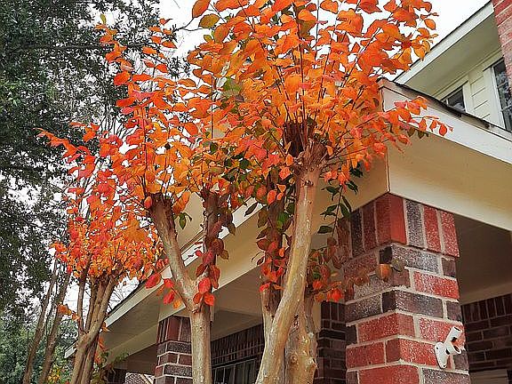 Plants with lots of color