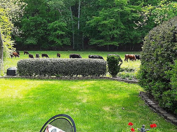 Backyard view