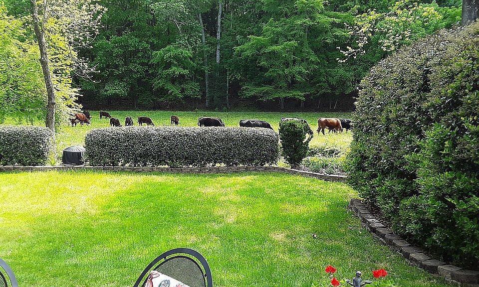 Backyard view