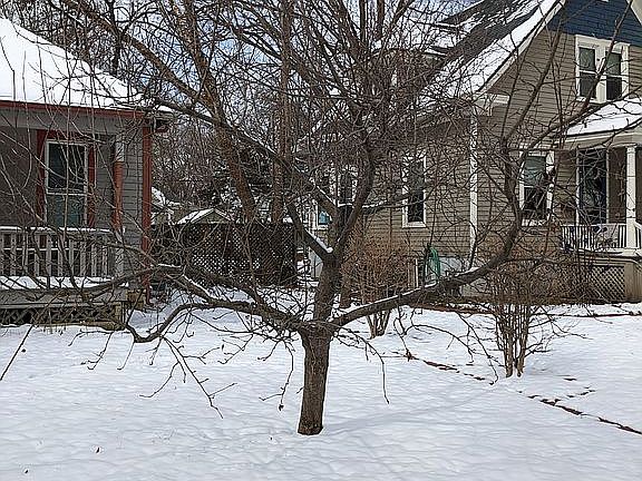 Mature apple tree