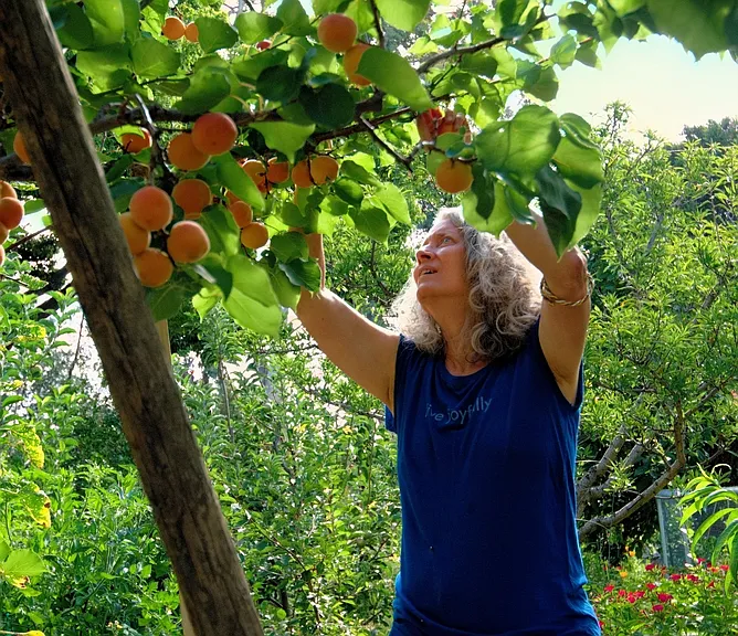 Harvesting apricots in the community orchard.