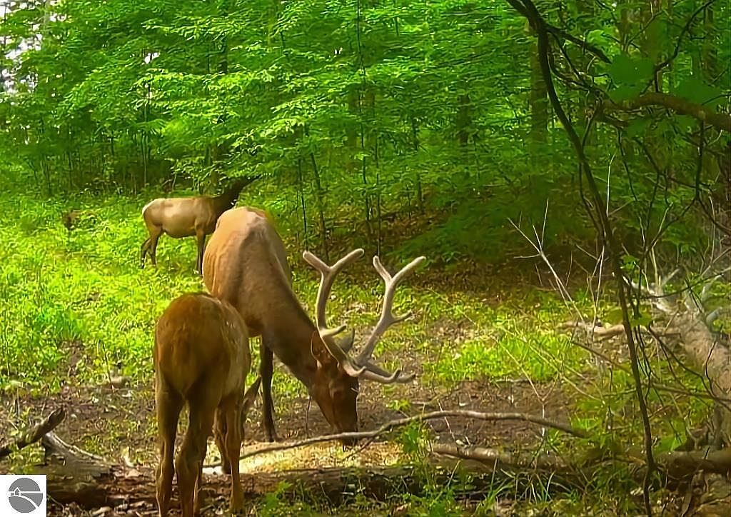 0 Beckett Rd, Johannesburg, MI 49751 MLS 1916964 Zillow