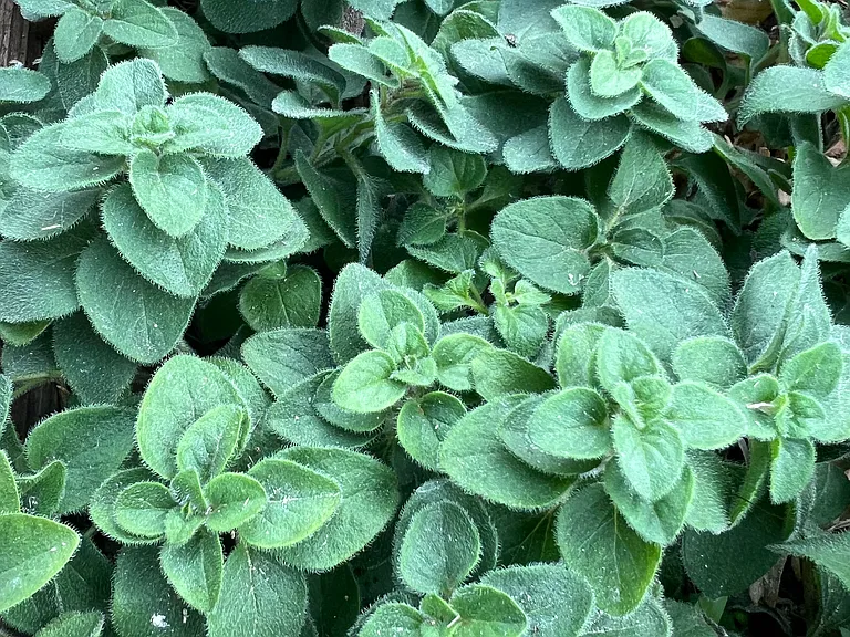 wild oregano growing on property