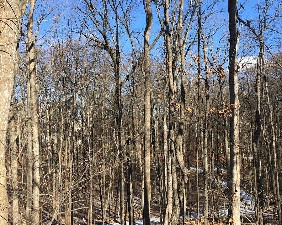 Beautiful walking trails out your front door.