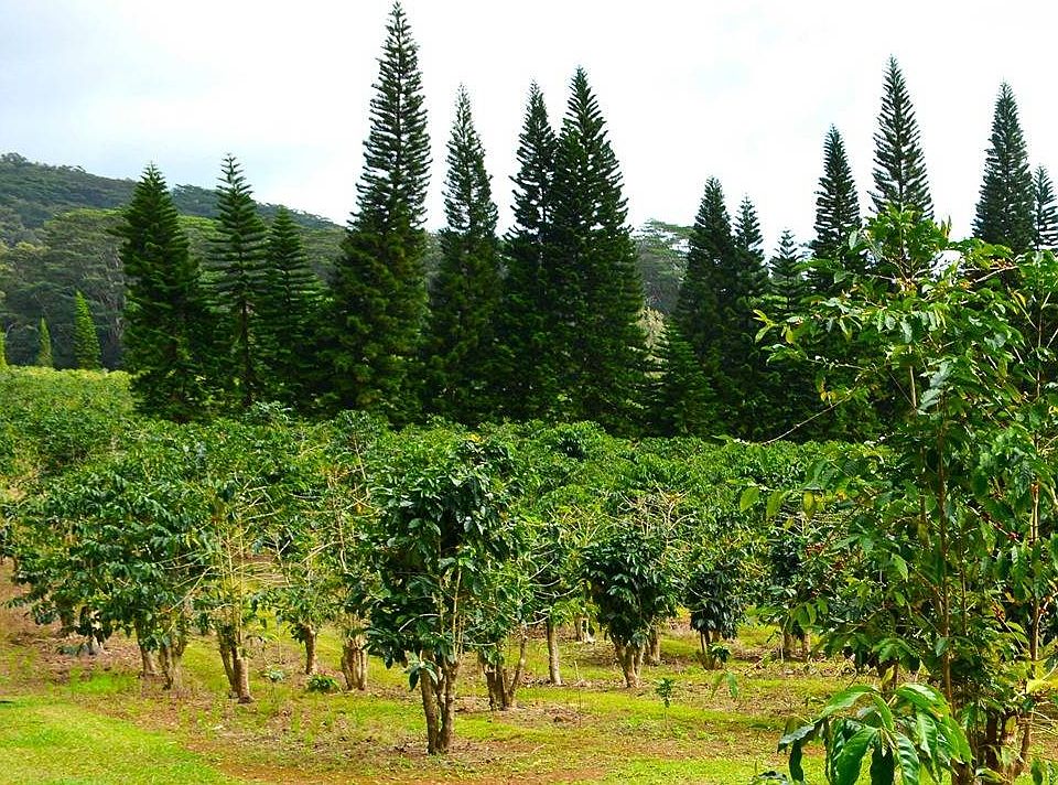 17 Moaula St, Pahala, HI 96777 Zillow