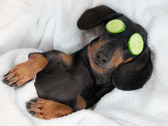 We're Pet Friendly!
